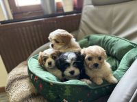 Cavalonka (Bolonka)Welpen