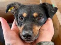 Oliver - wer hat für diesen lieben, kleinen  Rüde ein warmes Plätzchen? 3J, 40 cm