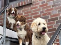 Pfotenverliebt-Hundebetreuung