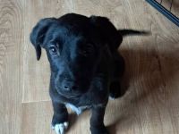 3 kleine Labradorwelpen auf der Suche nach einem Zuhause