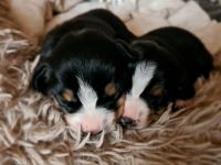 Entlebucher Sennenhund Rüdenwelpen vom Züchter