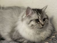 🐾 Zauberhafte BKH/BLH-Kitten suchen liebevolles Zuhause 🐾