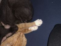 Orientalisch Kurzhaar Kater abzugeben