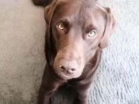 Carlos in 04275 Leipzig sucht sein Für-immer-Zuhause