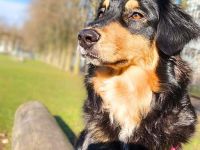 Gaia in 60598 Frankfurt am Main sucht ihr Für-immer-Zuhause