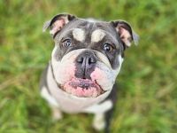 Sally in 47506 Neukirchen-Vluyn sucht ihr Für-immer-Zuhause