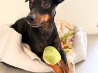 Balu in 12279 Berlin sucht sein Für-immer-Zuhause