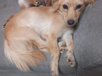 Kira sucht ihr immer Zuhause