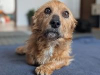 Taro - liebevoller, ruhiger Begleiter