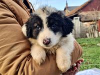 Sonnenschein Tessy hofft auf ihr Ticket ins Glück