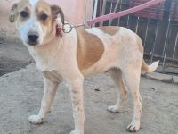 Der hübsche kleine Nepomuk sucht seine Menschen