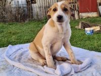 Der hübsche kleine Nepomuk sucht seine Menschen