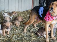 Nova - ein Name wie ein Versprechen