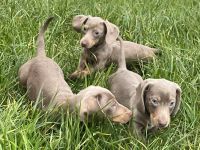 Dackel Welpen in Sonderfarbe