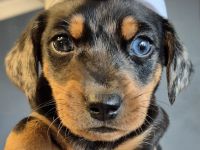 Dackel Welpen in Sonderfarbe