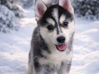 Pomsky Welpen mit Husky Zeichnung