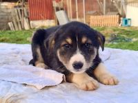 Zuhause gesucht für Bjarne