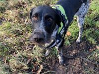 Loui - Abenteurer mit Sofaambition für Jagdprinzessin gesucht!