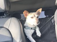 Kiko, 10 jähriger Jack-Russell-Terrier sucht liebevolles zu Hause.