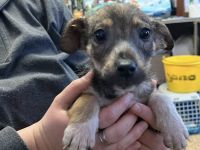 Tavi's kleine Knopfaugen wollen die Welt entdecken