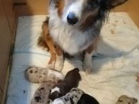 Australian Shephed (Mini)- Welpen
