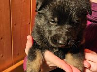 Deutsche Schäferhundwelpen zu verkaufen