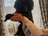 Toy - Pudel Charlie sucht ein neues Zuhause!