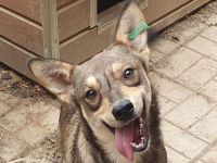 Nasira, fröhliche, und lebensfrohe Hundedame sucht passende Menschen mit Struktur, 2,5 J. 50 cm