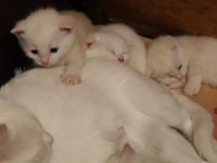 Katzenbabys, Kätzchen