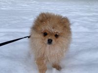 Verkaufe Zwergspitzwelpen