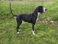 Great Dane Deckrüde
