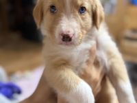 Australien Shepherd Border Collie Welpen