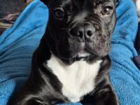 Junge französische Bulldogge