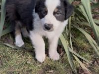 Australian Shepherd Welpe black-tri Rüde