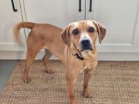 Forrest 3, männlicher Mischling Hound-X (zur Pflege in 26810 Westoverledingen)