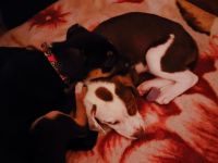 Welpen aus dem Auslandstierschutz privat abzugeben, ca 13 Wochen alt, geimpft, gechipt, entwurmt