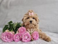 ✨🐶 Maltipoo KOREAN TYPE (Baby Face) 🐶✨