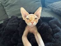 Deckkater für meine Katze