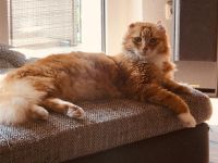 Schweren Herzens aus allergischen,