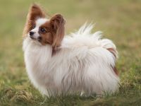 Papillon-Rüde in weiß-rotzobel