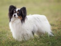 Papillon-Rüde in classic tricolour