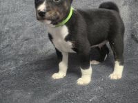 Abgabe bereit Reinrassige Basenji Welpen