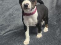 Reinrassige Basenji Welpen