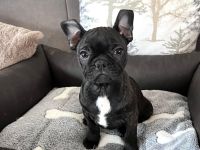Boston Terrier x Französische Bulldoge