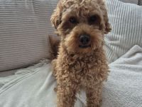 Erfahrener Maltipoo Deckrüde