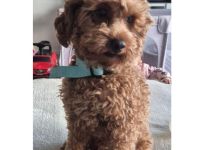 Erfahrener Maltipoo Deckrüde