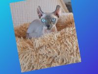 Deckkater Canadien Sphynx-Elf