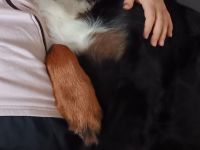 Wurfankündigung Winter/Frühjahr 2026