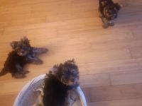 3 süße Yorkshire Terrier Welpen suchen ein neues zuhause