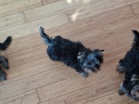 3 süße Yorkshire Terrier Welpen suchen ein neues zuhause